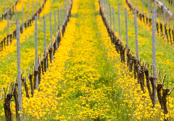 Close up of the yellow turkish tulip by old vine in vineyard — Stock Photo, Image