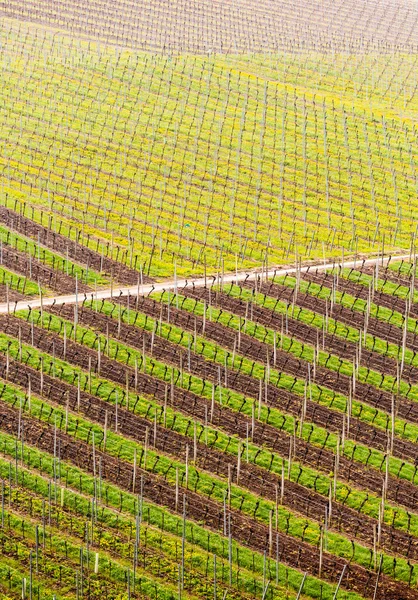 Padrão formado por fileiras de videiras em vinhedo Castell — Fotografia de Stock