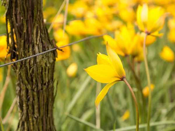 Close up of the yellow turkish tulip by old vine in vineyard — Stock Photo, Image