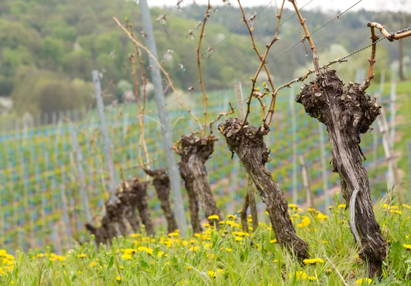 Close up of the pruned vine of grape vineyard