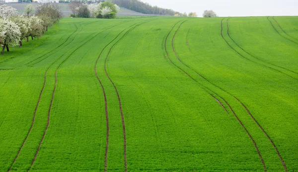 Oude appelboomgaard door wijnstokken in castell Duitsland — Stockfoto