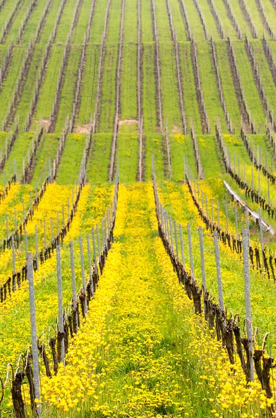 Dekat dari tulip turkish kuning oleh anggur tua di kebun anggur — Stok Foto