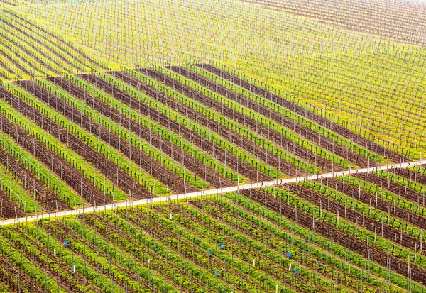 Patroon gevormd door rijen van wijnstokken in wijngaard castell — Stockfoto