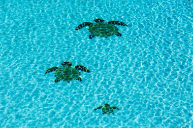 Three tiled turtles on bottom of swimming pool clipart