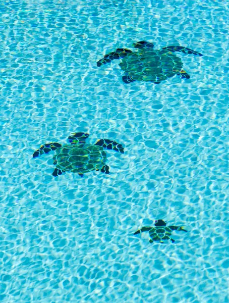 Trzy żółwie kafelkami na dno basenu — Zdjęcie stockowe