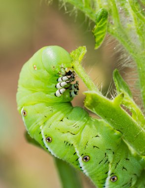 domates hornworm tırtıl yiyor tesis