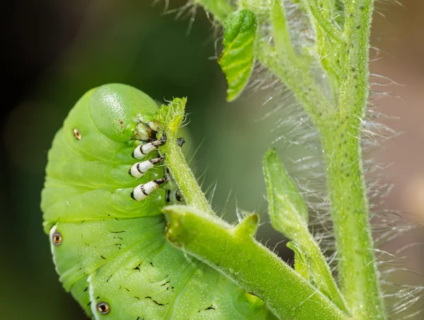 Hornworm de tomate lagarta comendo planta — Fotografia de Stock