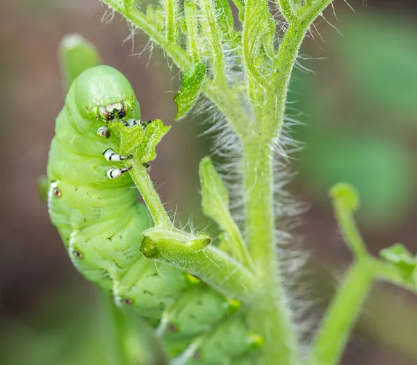 Tomaten-Hornwurm-Raupe frisst Pflanze — Stockfoto