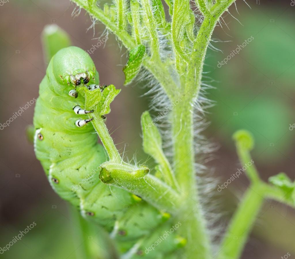 download hornworm caterpillar download hornworm caterpillar