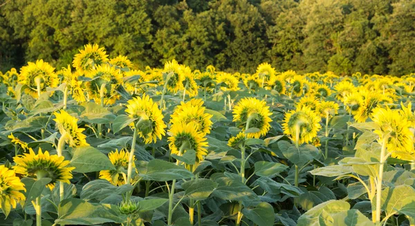 Girasoles al atardecer al atardecer — Foto de Stock