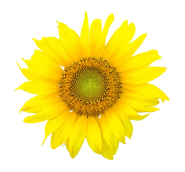Floarea soarelui izolată unică — Fotografie, imagine de stoc