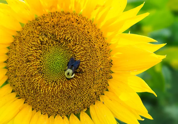 Sonnenblumen am frühen Abend, wenn die Sonne untergeht — Stockfoto