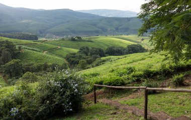 Güney Afrika kırsal kesimde komatiland orman