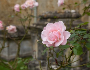 bibury mezarlığında pembe Gül