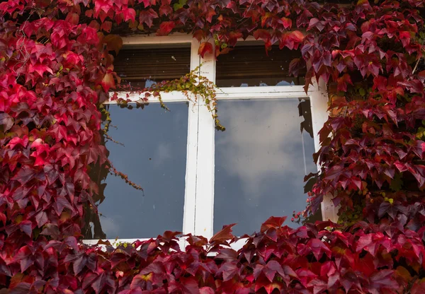 Red and green ivy surround windows on cottage — Stock Photo, Image