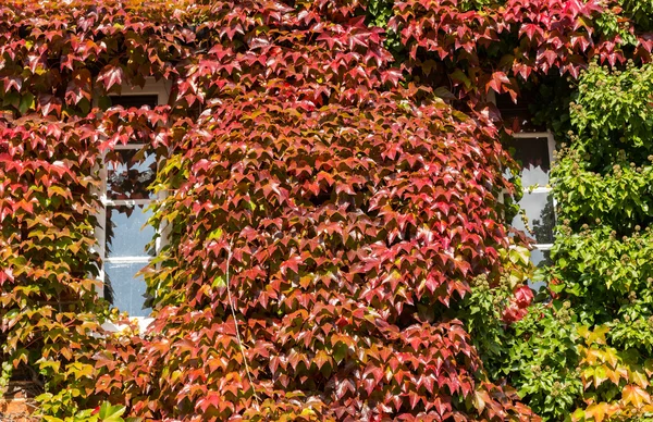 Fenêtres entourées de lierre rouge et vert sur chalet — Photo