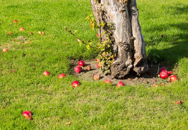 Manzanas rojas caen al suelo alrededor del árbol — Foto de Stock