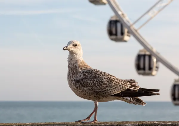 Gabbiano sul lungomare a Brighton — Foto Stock