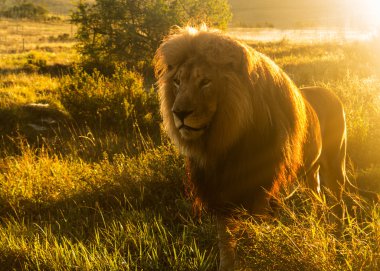 eski erkek aslan çim Güney Afrika