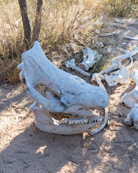 Crânio de rinoceronte grande na grama no Zimbábue — Fotografia de Stock