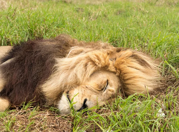 Leão macho velho na grama na África Austral — Fotografia de Stock