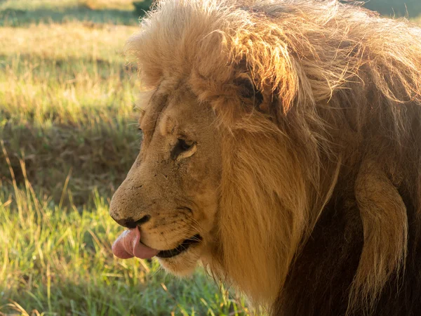 Starý muž Lev v trávě v Jižní Africe — Stock fotografie