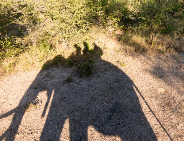 Elephant safari at Victoria Falls in Zambia — Stock Photo, Image