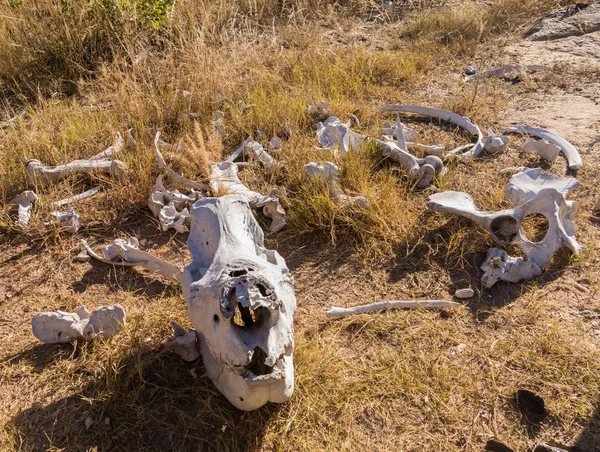 Skull of large rhino in the grass in Zimbabwe — Stock Photo, Image