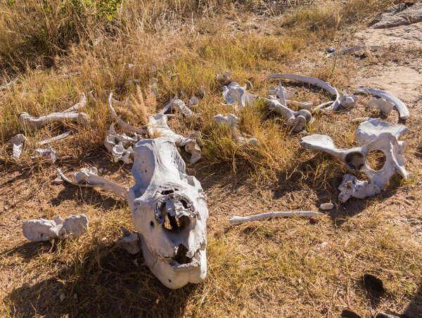 Skull of large rhino in the grass in Zimbabwe