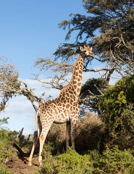 Alta jirafa africana mirando hacia abajo a la cámara —  Fotos de Stock