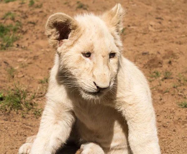 Portret małych młodych lion cub Południowej Afryki — Zdjęcie stockowe