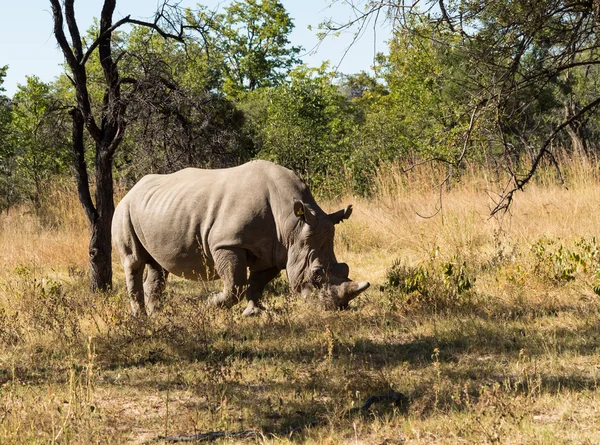 Duży nosorożec wypasania trawy w zimbabwe — Zdjęcie stockowe