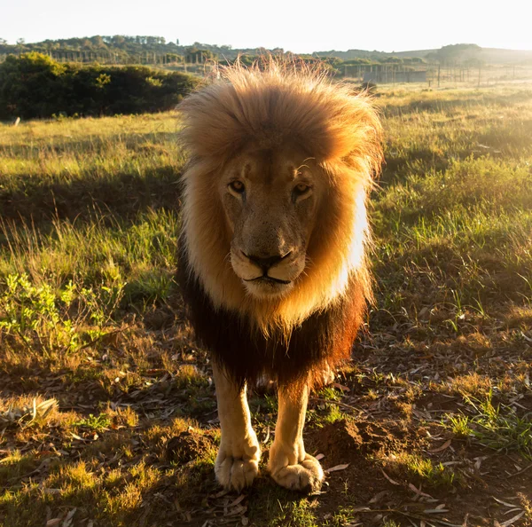 アフリカ南部の草で古い雄ライオン — ストック写真