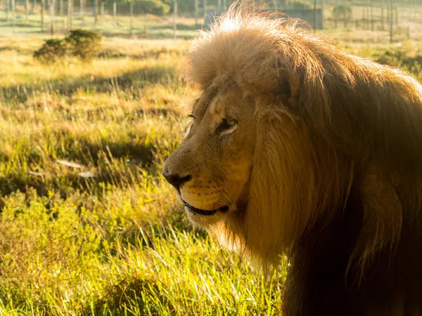 Oude mannetjes leeuw in het gras in zuidelijk Afrika — Stockfoto