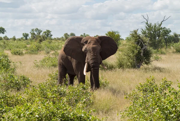Jeden słoń w parku narodowym Krugera — Zdjęcie stockowe