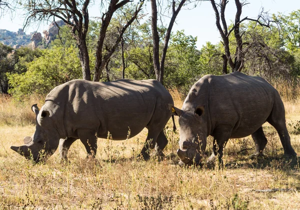 Dos grandes rinocerontes pastando la hierba en Zimbabue — Foto de Stock