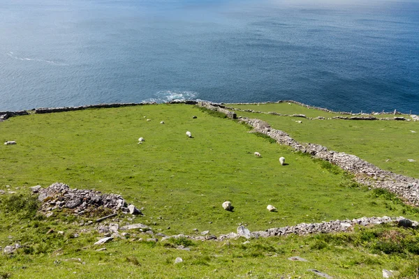 Юго-западное побережье Ирландии рядом с Динглом — стоковое фото