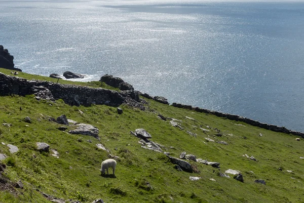 Południowo zachodnim wybrzeżu Irlandii w pobliżu dingle — Zdjęcie stockowe