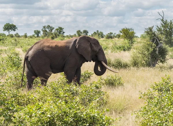 Éléphant unique dans le parc national Kruger — Photo