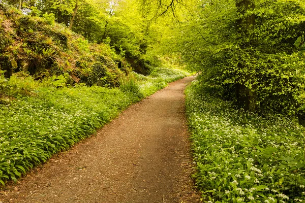 Hiking trail parlak ormana gidiyor — Stok fotoğraf