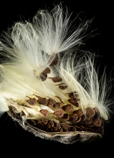 Macro foto della palude baccello di semi di lattuga — Foto Stock