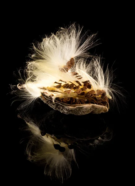 Macro photo de gousse de graines d'asclépiade marécageuse — Photo