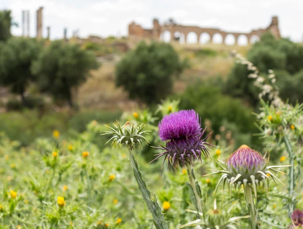 Ruiny w volubilis Maroko — Zdjęcie stockowe