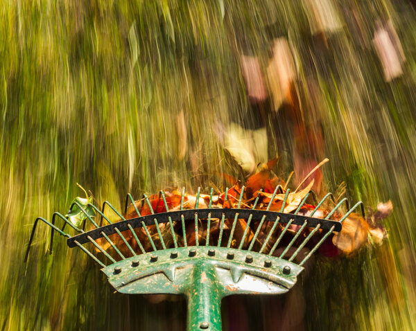 Motion blur on green lawn rake leaves