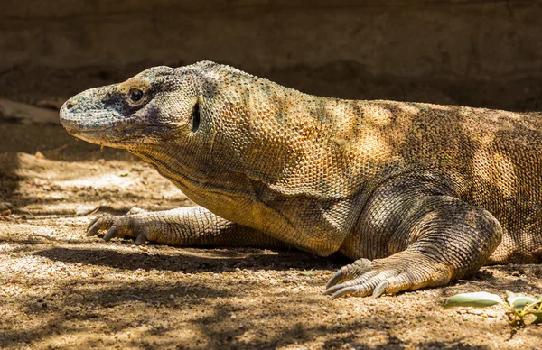 Komodo Dragon profiili pään — kuvapankkivalokuva