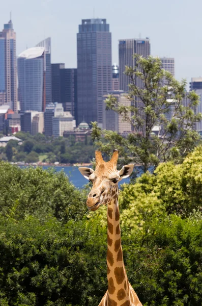 Giraffes with a fabulous view of Sydney — Stock Photo, Image
