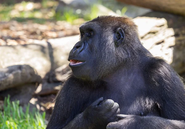 動物園でゴリラの側面図 — ストック写真