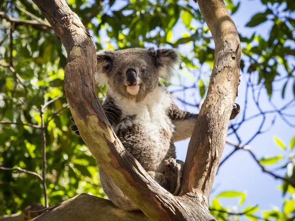 Close up de urso Koala na árvore — Fotografia de Stock