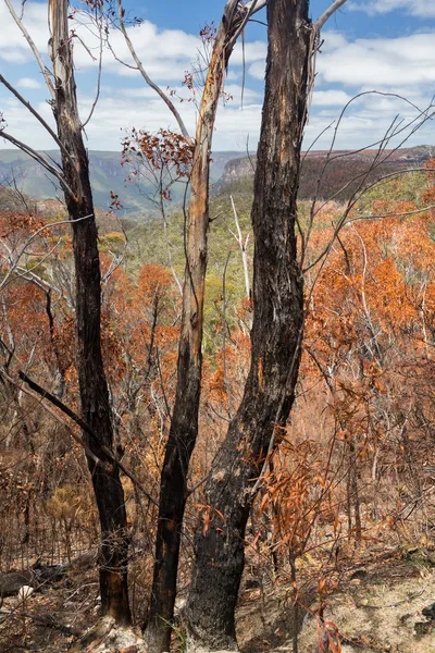 Arbres carbonisés en Montagnes Bleues Australie — Photo