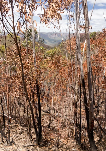 Alberi carbonizzati in Blue Mountains Australia — Foto Stock